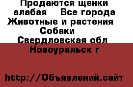 Продаются щенки алабая  - Все города Животные и растения » Собаки   . Свердловская обл.,Новоуральск г.
